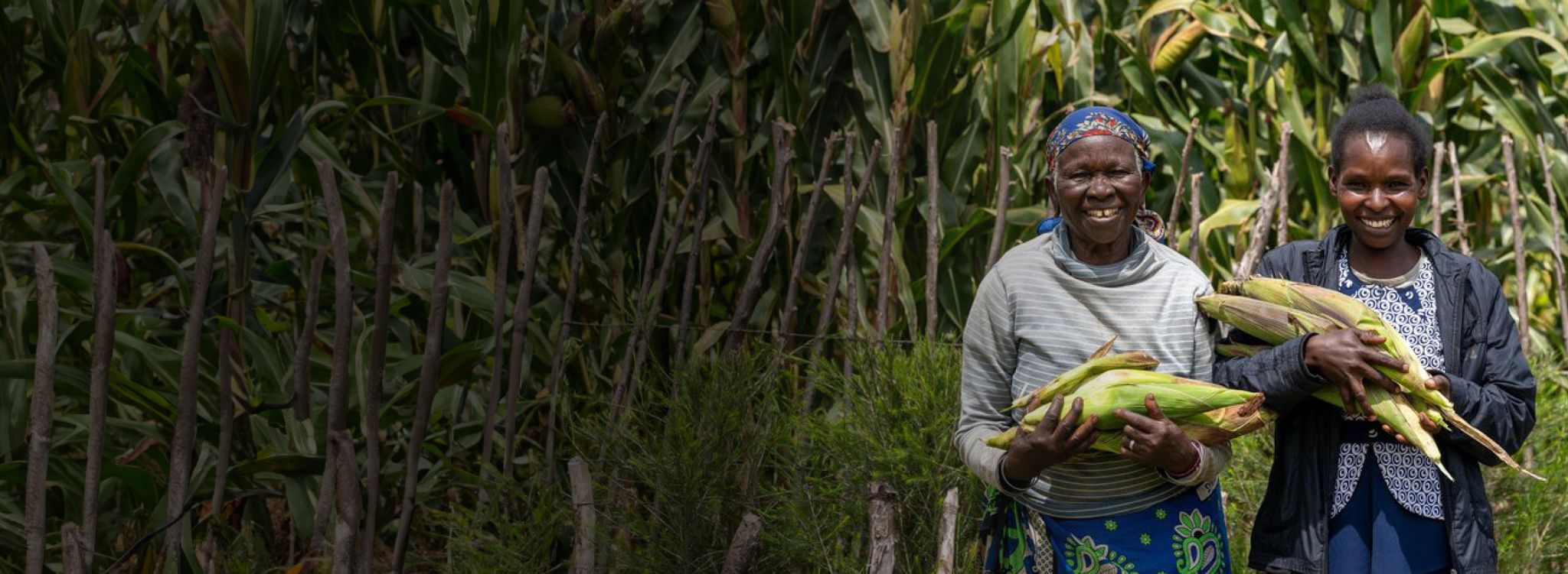 Apollo Agriculture: Revolutionizing Small-Scale Farm Funding
